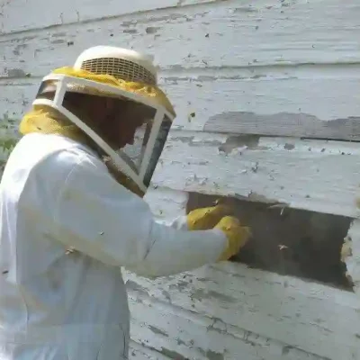 Bee Removal Services