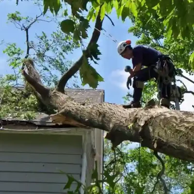 Tree Lopping Services